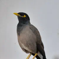 مرغ مینا عروس هلندی
