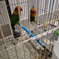 جوجه کتوله فیشر