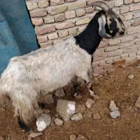 فروش دو راس بز و کهره های چاق و بره