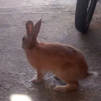خرگوش
