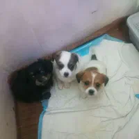 سگ شیوابا همراه دوعددتوله ی دوماهه مظلوم ومهربون|سگ|فسا, |دیوار