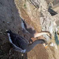 قو غاز جوان