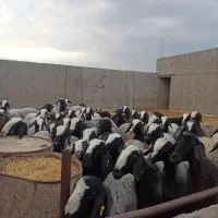 ویژگی - معنی در دیکشنری آبادیس گوسفند بره|خدمات آموزشی|تفت, |دیوار