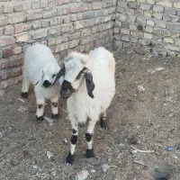 گوسفند|حیوانات مزرعه|زابل, |دیوار