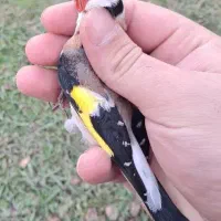 سهره پاییزه|پرنده|رشت, یخسازی|دیوار