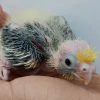 عروس هلندی نژاد  سینامون