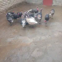 بوقلمون|حیوانات مزرعه|صحنه, |دیوار