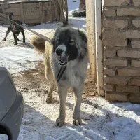 توله سرابی 9 ماهه|سگ|قزوین, |دیوار