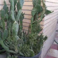گل وگیاه زینتی|گل و گیاه طبیعی|شیراز, فاضل|دیوار