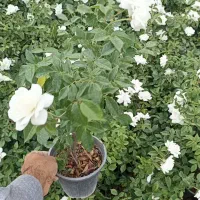 نسترن سفید و رز حنایی