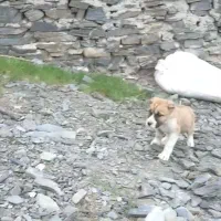 توله خراسانی