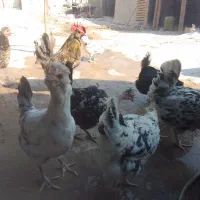 مرغ گلین ومعمولی (فقط تخم مرغ دارم )|حیوانات مزرعه|چغادک, |دیوار