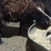 بره نر درجه یک