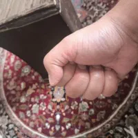 بازی سنگ کاغذ قیچی