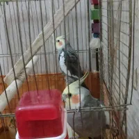 طوطی|پرنده|فردیس, قریشی|دیوار