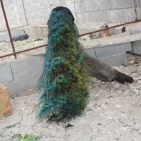 طاووس نر بالغ|پرنده|اهواز, نیوساید|دیوار