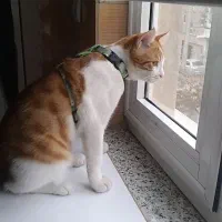 گربه خانگی گمشده