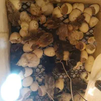 دستگاه جوجه کشی فیبری /همراه بامشاوره رایگان