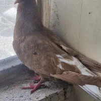 زرد دم سفید|پرنده|مشهد, تلگرد|دیوار