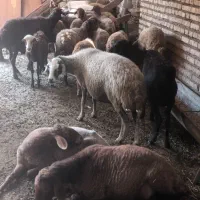 فروش گوسفند ابست وبره ریز درشت نرو ماده|حیوانات مزرعه|رامیان, |دیوار