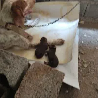 ۱عدد سگ شکاری و۲عدد توله دورگه شکاری ودوبرمن