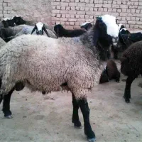 بره نر اصل چالی