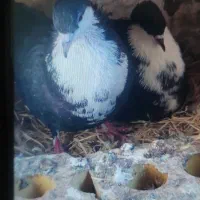 جفت کرباتی کاکلی|پرنده|مشهد, قائم|دیوار