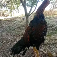 خروس لاری|حیوانات مزرعه|نهاوند, |دیوار