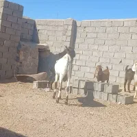 نربز پاکستانی|حیوانات مزرعه|تایباد, |دیوار