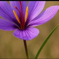 زعفران