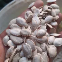 تخمه کدو آجیلی امساله