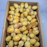 خرما خارک برحی