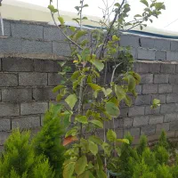 فروش گل و گیاه|عمدهفروشی|نشتارود, |دیوار