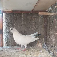 کفتر پرشی و خوب|پرنده|ساوه, |دیوار