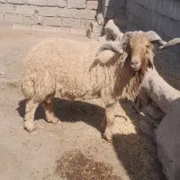 شهرستان کرخه خاشیه دز|حیوانات مزرعه|اهواز, دغاغله|دیوار