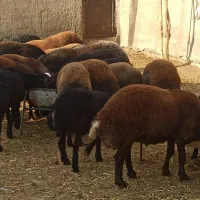 بره نر