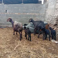 2راس گوسفند بره دار گوسفند یکی دوقلو