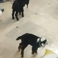 سه تا بزغاله شیرخوار