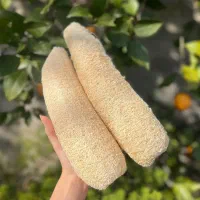 فروش گیاه لوفا