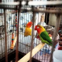 طوطی برزیلی عروس هلندی پرنده قناری مرغ عشق کفتر