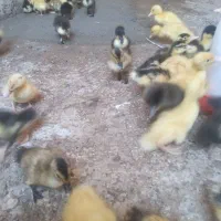 بار جدیدمون رسید اردک درجه یک