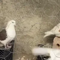 کبوتر پرشی پشت دار و سرور هفت رنگ واتیشی و طوقی|پرنده|ایرانشهر, |دیوار