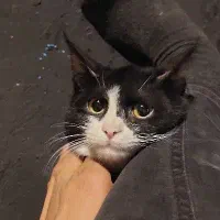 گربه ماده ۱۱ ماهه