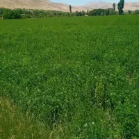 پیش فروش یکساله هشت هزار متر ینجه واقع در بیضا