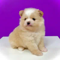 سگ‌پامرانین خرسی نر ۳ماهه مینیاتوری جیبی|سگ|تهران, نازی‌آباد|دیوار