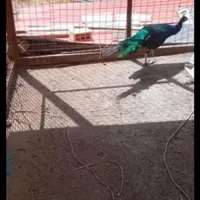 طاووس