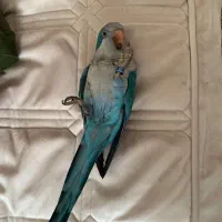 گمشده
