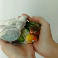 طوطی برزیلی سرلاکی(دستی)