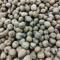 گردو ژاورود