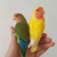 طوطی برزیلی و مرغ عشق و قناری